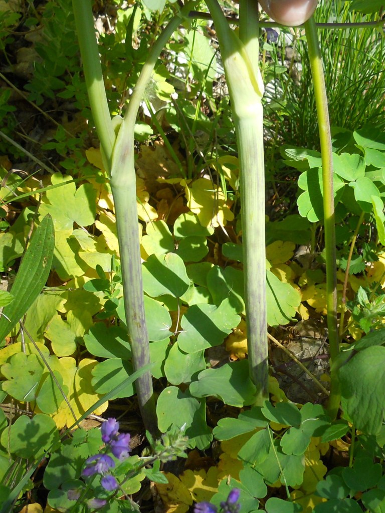 Thalictrum aquilegifolium